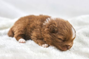 Little Chihuahua puppy sleeping on soft white fabric, cute sleepy brown white dog breed on white background. Funny charming small toy puppy sleeps after meal, family friendly attractive toy dog