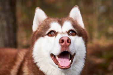 Siberian Husky dog with huge eyes, funny surprised Husky dog with confused big eyes, cute excited doggy emotions. Crazy shocked look of red white siberian husky dog, thoughtful and pitiful