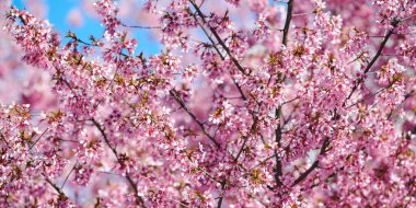 Pink cherry blossom, beautiful pink flowers of japanese cherry tree on blue sky background in city garden, detailed prunus branch blossom. Pink sakura flowers in spring bloom on branch, banner size