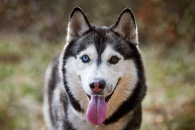 Siberian Husky dog portrait with blue brown eyes and black white coat color, cute sled dog breed. Friendly husky dog portrait outdoor forest background, walking with beautiful adult pet