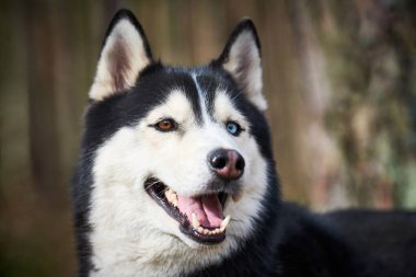 Siberian Husky dog portrait with blue brown eyes and black white coat color, cute sled dog breed. Friendly husky dog portrait outdoor forest background, walking with beautiful adult pet