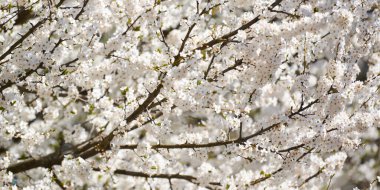 White plum blossom, beautiful white flowers of prunus tree in city garden, detailed close up plum branch. White plum flowers in summer bloom on tree branch, sweet fruity smell, banner size