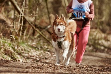 Running Siberian Husky dog in harness pulling woman on autumn forest country road, outdoor Husky dog canicross. Autumn canicross championship in woods of running girl and Siberian Husky dog