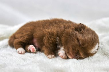 Little Chihuahua puppy sleeping on soft white fabric, cute sleepy brown white dog breed on white background. Funny charming small toy puppy sleeps after meal, family friendly attractive toy dog