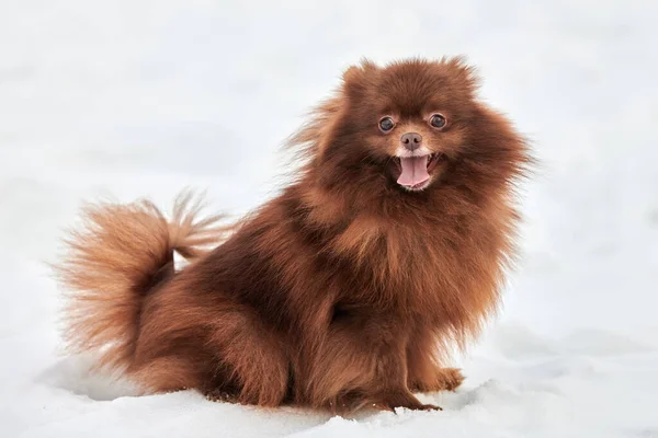 Funny Pomeranian Spitz dog on winter outdoor walking full size side view portrait, cute chocolate brown Spitz puppy walking on snow. Happy fluffy Pomeranian Spitz begging meal charming Spitz pom dog