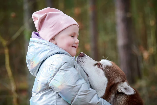 Cute little girl in pink hat and light blue jacket hugs Siberian Husky dog and smiling, funny Husky dog licking face to little girl. Happy girl and dog hugs on autumn forest background
