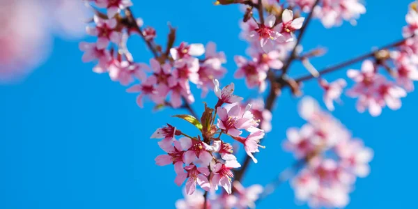 Pink cherry blossom, beautiful pink flowers of japanese cherry tree on blue sky background in garden, detailed close up macro photo of prunus branch blossom. Pink sakura flowers banner size