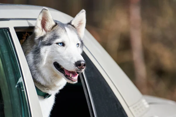 Siberian Husky dog leaned out car window, husky dog profile portrait with blue eyes and gray coat color, traveling with dog. Friendly husky dog sitting in car and traveling with owner