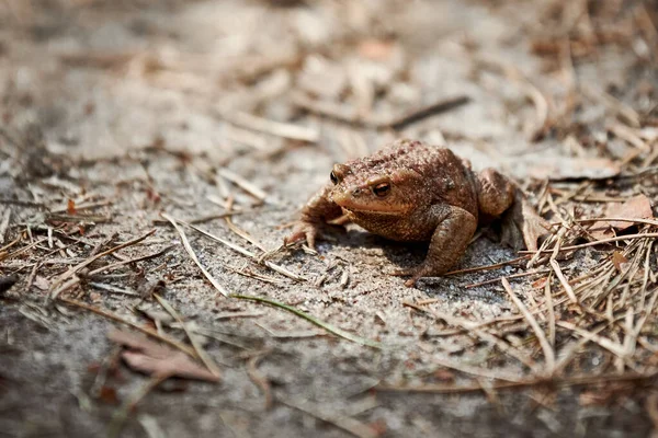 Common European toad on forest ground, cute adult toad in nature waiting for insects for feeding. Bufo bufo toad dark brown color walking on forest pathway, frog amphibian wildlife