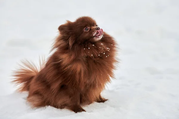 Happy Pomeranian Spitz dog on winter outdoor walking full size profile portrait, cute chocolate brown Spitz puppy walking on snow. Funny fluffy Pomeranian Spitz begging meal charming Spitz pom pom dog