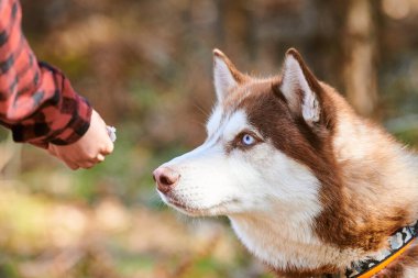 Siberian Husky dog looks at yummy meal in owner hand, cute brown white Husky dog waiting for rewards. Funny sled dog breed outdoor portrait forest background, walking with beautiful adult pet