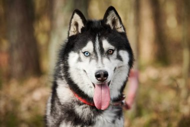 Siberian Husky dog portrait with blue brown eyes and black white coat color, cute sled dog breed. Friendly husky dog portrait outdoor forest background, walking with beautiful adult pet