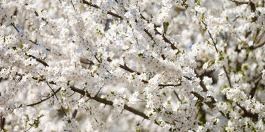White plum blossom, beautiful white flowers of prunus tree in city garden, detailed close up plum branch. White plum flowers in summer bloom on tree branch, sweet fruity smell, banner size