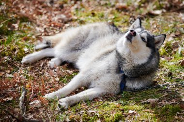 Siberian Husky dog lying on forest grass, full size resting Husky dog portrait with blue brown eyes and gray black coat color. Cute friendly Husky sled dog breed, outdoor walking with adult pet