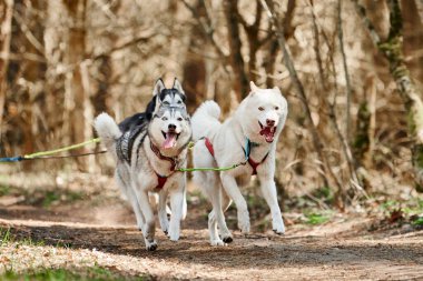 Running Siberian Husky sled dogs in harness on autumn forest dry land, three Husky dogs outdoor mushing. Autumn sports championship in woods of running Siberian Husky sled dogs pulling musher