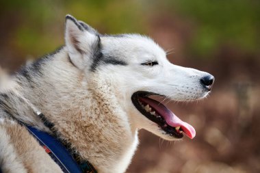 Siberian Husky dog profile portrait with black gray white coat color, cute sled dog breed. Friendly husky dog side view portrait outdoor forest background, walking with beautiful adult pet