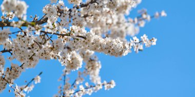 White plum blossom on blue sky background, beautiful white flowers of prunus tree in city garden, detailed close up plum branch. White plum flowers in bloom on branch, sweet smell, banner size