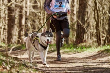 Running Siberian Husky sled dog in harness pulling man on autumn forest country road, outdoor Husky dog canicross. Autumn canicross championship in woods of running man and Siberian Husky dog