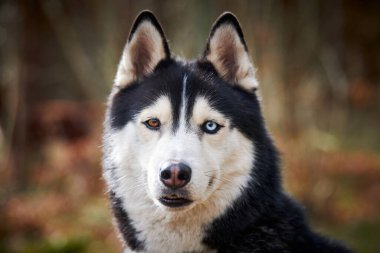 Siberian Husky dog portrait with blue brown eyes and black white coat color, cute sled dog breed. Friendly husky dog portrait outdoor forest background, walking with beautiful adult pet