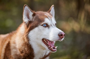 Siberian Husky dog profile portrait with blue eyes and brown white color, cute sled dog breed. Friendly husky dog portrait outdoor forest background, walking with beautiful adult pet