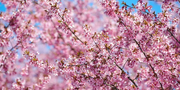 Pink cherry blossom, beautiful pink flowers of japanese cherry tree on blue sky background in city garden, detailed prunus branch blossom. Pink sakura flowers in spring bloom on branch, banner size