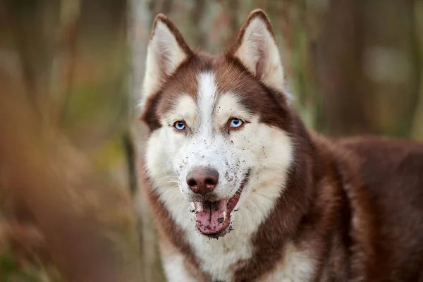 Siberian Husky dog portrait with dirty ground, blue eyes and brown white color, cute sled dog breed. Dirty funny husky dog portrait outdoor forest background, walking with beautiful adult pet