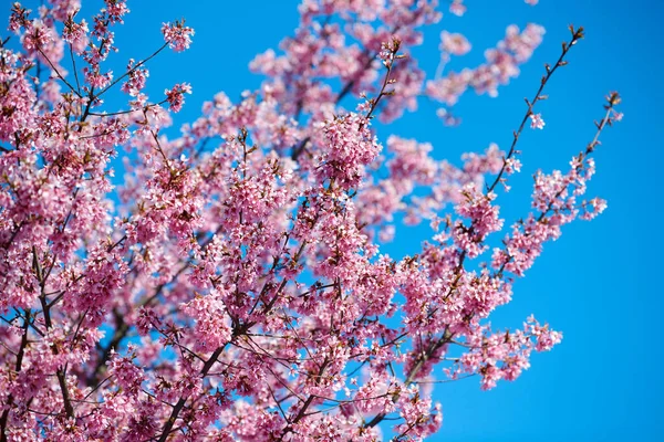 Pink cherry blossom, beautiful pink flowers of japanese cherry tree on blue sky background in city garden, detailed prunus branch blossom. Pink sakura flowers in spring bloom on tree branch