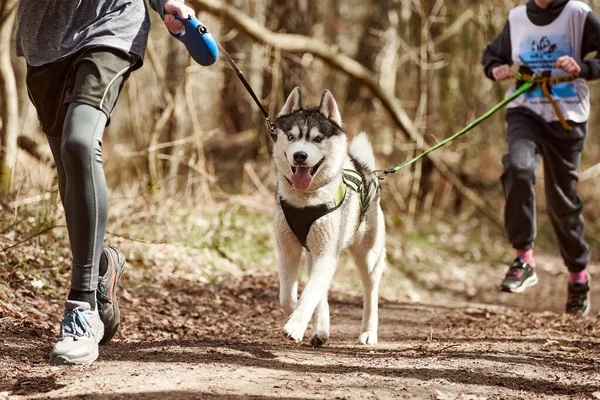 Siberian Husky dog in harness running between two men on autumn forest country road, outdoor Husky dog canicross. Autumn canicross championship in woods of running men and Siberian Husky dog
