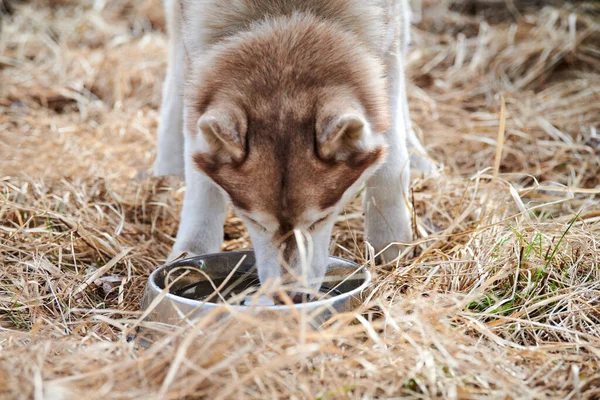 Siberian Husky dog drinks water from metal bowl, Husky dog with brown white color resting after a run. Friendly husky dog outdoor drinks water, dry grass background, walking with beautiful adult pet