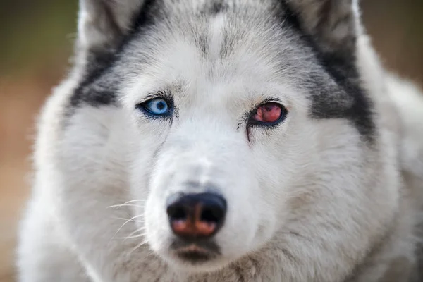 Siberian Husky dog with eye injury close up portrait, beautiful Husky dog with black white coat color and damaged red eye, cute sled dog breed. Friendly husky dog portrait outdoor forest background