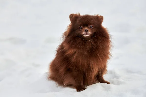 Happy Pomeranian Spitz dog on winter outdoor walking full size portrait, cute chocolate brown Spitz puppy walking on snow. Funny fluffy Pomeranian Spitz begging meal charming Spitz pom pom dog