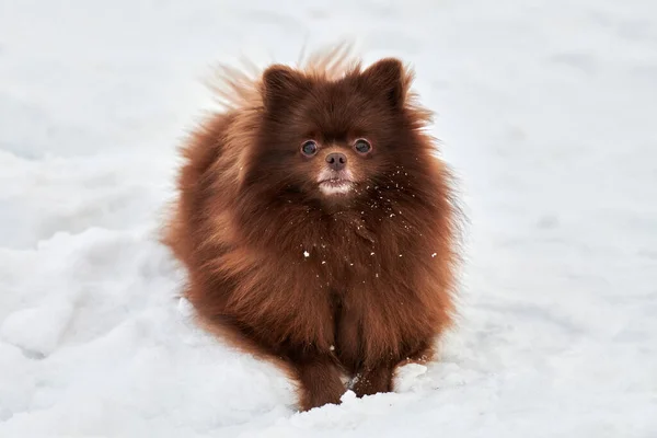 Happy Pomeranian Spitz dog lies on snow, cute chocolate brown Spitz puppy portrait, winter outdoor walking. Funny fluffy Pomeranian Spitz on winter walking, charming Pomeranian Spitz pom pom dog