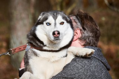 Siberian Husky dog hugs owner, husky dog portrait with blue brown eyes and black white coat color, cute sled dog breed. Friendly husky dog portrait outdoor forest background, love for dogs