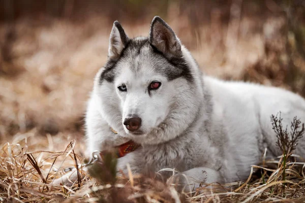 Siberian Husky dog with eye injury lying on dry grass, beautiful Husky dog with black white coat color and damaged red eye, cute sled dog breed. Friendly husky dog portrait outdoor forest background