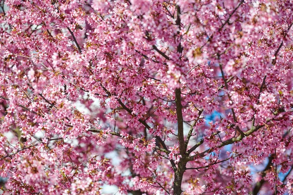 Pink cherry blossom, beautiful pink flowers of japanese cherry tree on blue sky background in city garden, detailed prunus branch blossom. Pink sakura flowers in spring bloom on tree branch