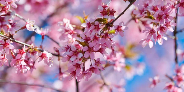 Pink cherry blossom, beautiful pink flowers of japanese cherry tree on blue sky background in garden, detailed close up macro photo of prunus branch blossom. Pink sakura flowers banner size