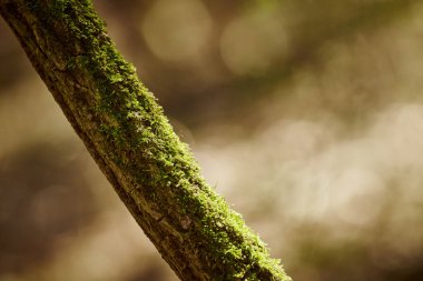Green moss covering tree trunk in forest with right copy space, green forest pure nature in environment. Wooden tree trunk overgrown with green soft moss in beautiful sunlight