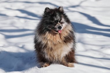 Pomeranian Spitz dog full size portrait, cute black marble with tan Spitz puppy sitting on winter snow. Funny Pomeranian Spitz sitting on white snow, charming adorable Spitz pom pom dog