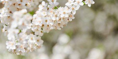 White plum blossom, beautiful white flowers of prunus tree in city garden, detailed close up plum branch. White plum flowers in summer bloom on tree branch, sweet fruity smell, banner size
