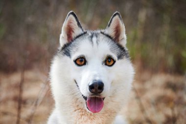Siberian Husky dog with huge eyes, funny surprised Husky dog with confused big eyes, cute excited doggy emotions. Crazy shocked look of gray white siberian husky dog, thoughtful and pitiful