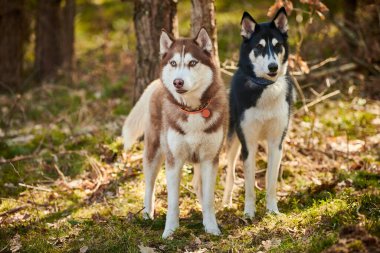 Two Siberian Husky dogs stands on forest grass, full size Husky dogs portrait with brown black coat color. Cute friendly Husky sled dog breed, outdoor walking with adult pets