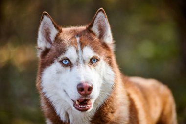 Siberian Husky dog portrait with blue eyes and brown white color, cute sled dog breed. Friendly husky dog portrait outdoor forest background, walking with beautiful adult pet, favorite breed of dog