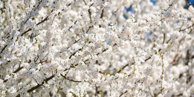 White plum blossom, beautiful white flowers of prunus tree in city garden, detailed close up plum branch. White plum flowers in summer bloom on tree branch, sweet fruity smell, banner size