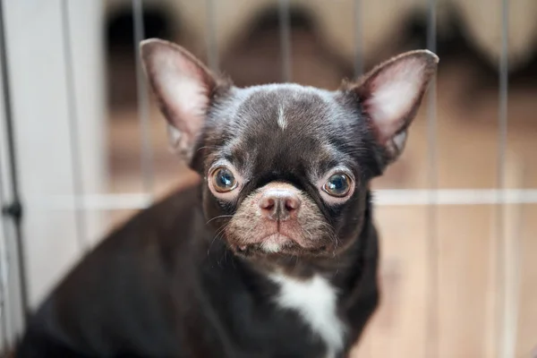 Surprised short haired chihuahua dog with big ears in cage, cute adorable little chihuahua dog with brown coat. Funny chihuahua female dog breed confusing looking at camera