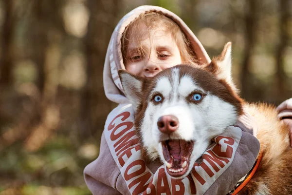 Little girl in hoodie hugs Siberian Husky dog, cute friendly meeting of brown Husky dog and little girl. Happy girl and dog hugs on autumn forest background, child and dog friendship