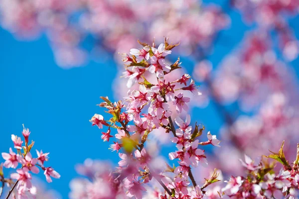 Pink sakura blossom, beautiful pink flowers of japanese cherry tree on blue sky background in garden, detailed close up macro photo of prunus branch blossom. Pink cherry flowers in spring bloom