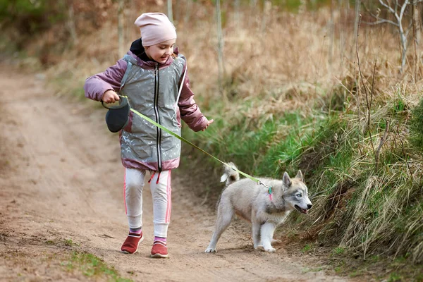 Girl walking on leash Siberian Husky puppy on country road at forest background, happy friendship of dog and cute little kid. Young girl running Husky dog breed puppy on autumn outdoor road