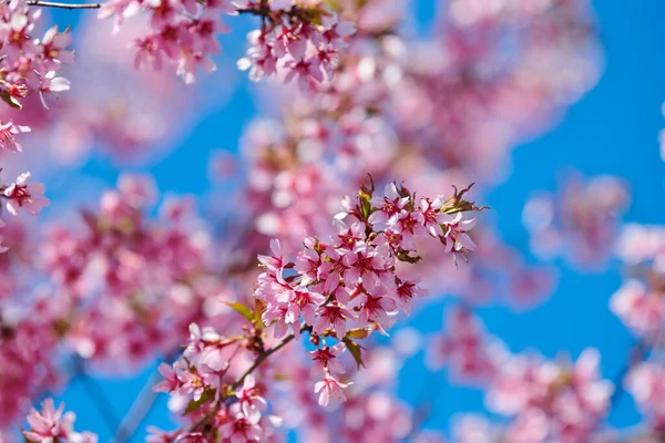 Pink sakura blossom, beautiful pink flowers of japanese cherry tree on blue sky background in garden, detailed close up macro photo of prunus branch blossom. Pink cherry flowers in spring bloom