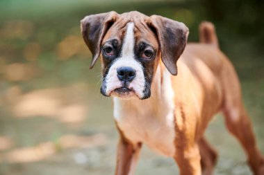 Boksör köpek yavrusu suratı açık hava parkında yürüyor, yeşil çimen geçmişi var kısa saçlı köpek cinsinin komik, şirin boksör köpek suratı. Boxer yavru köpek portresi, buruşuk kahverengi beyaz önlük rengi