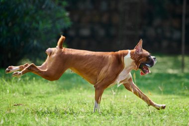 Boksör köpeği yeşil çimlerde koşar. Açık hava parkında yetişkin bir evcil hayvanla yürür. Komik, kısa saçlı boksör köpek cinsi. Boksör yetişkin köpek. Tam boy. Yüzü buruşuk, kahverengi beyaz önlük rengi.